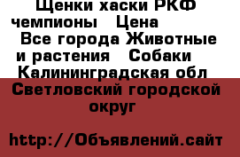 Щенки хаски РКФ чемпионы › Цена ­ 90 000 - Все города Животные и растения » Собаки   . Калининградская обл.,Светловский городской округ 